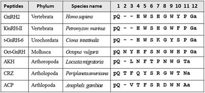 Invertebrate Gonadotropin-Releasing Hormone-Related Peptides and Their Receptors: An Update